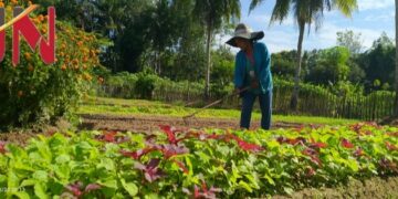 Cukup untuk makan dari berkebun sayur