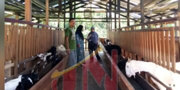 Dari Usaha Burung jadi Peternak Kambing Sukses