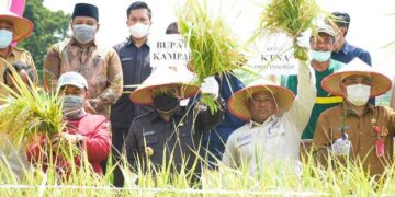 Kampar Masih Kekurangan Beras 60 persen Setiap Tahun