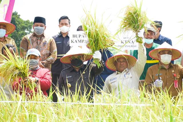 Kampar Masih Kekurangan Beras 60 persen Setiap Tahun