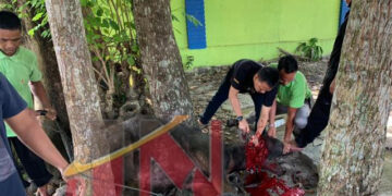 DPMPTSP Kampar Berkurban Tiga Ekor Kerbau