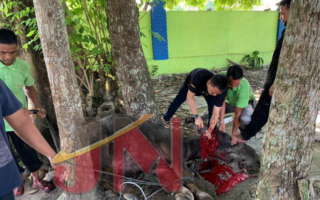 DPMPTSP Kampar Berkurban Tiga Ekor Kerbau