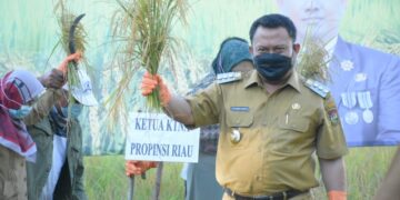 Padi Kuning Unggul Khas Kampar Akan Jadi Unggulan Nasional