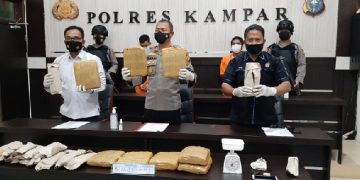 Kapolres Kampar Ekspos Tangkapan 9,65 Kg Daun Ganja Kering