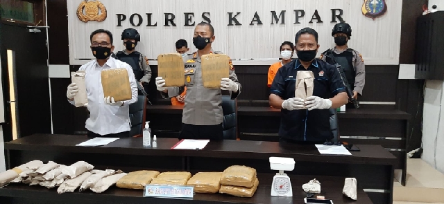 Kapolres Kampar Ekspos Tangkapan 9,65 Kg Daun Ganja Kering