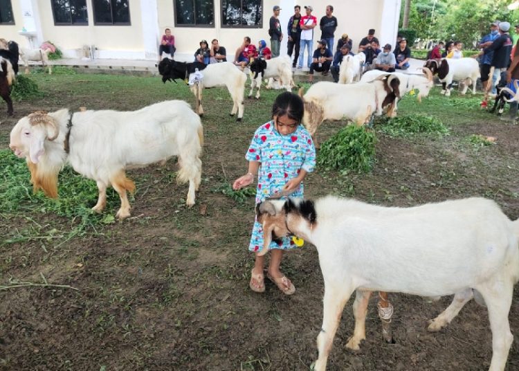 Kontes Kambing Ajang Tingkatkan Nilai Jual