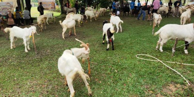 60 Ekor Kambing Meriahkan Ulang Tahun Prodi Peternakan Universitas Pahlawan