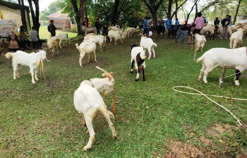 60 Ekor Kambing Meriahkan Ulang Tahun Prodi Peternakan Universitas Pahlawan