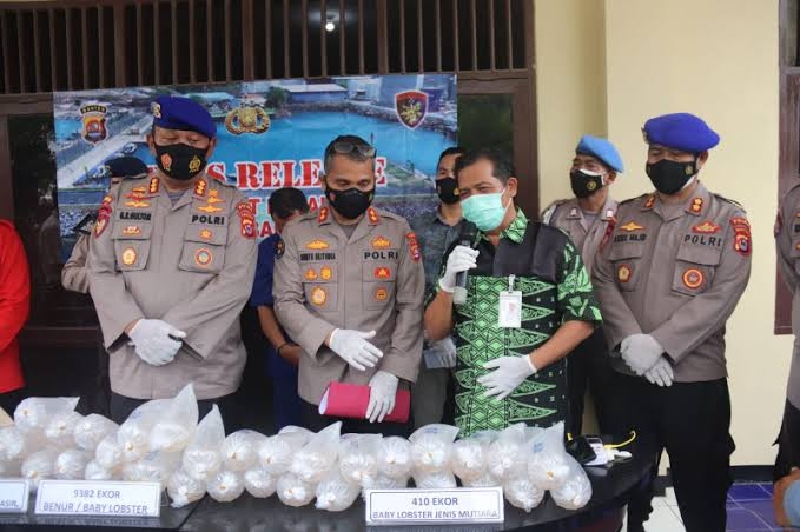 Polda Banten Selamatkan Miliaran Rupiah dari Penyelundupan Benur Bermozet