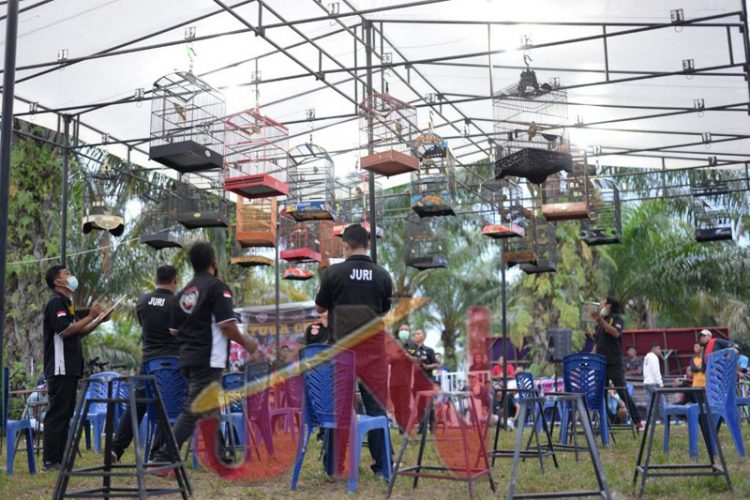 Kontes Burung Deyura Cup 2