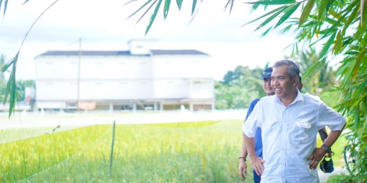 Kampar Akan Buka Lahan Padi IPAT BO 500 Hektar