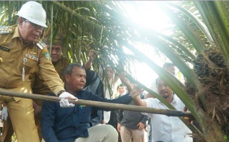 Sukiman Panen Perdana Di Kebun Plasma Di Desa Air Panas