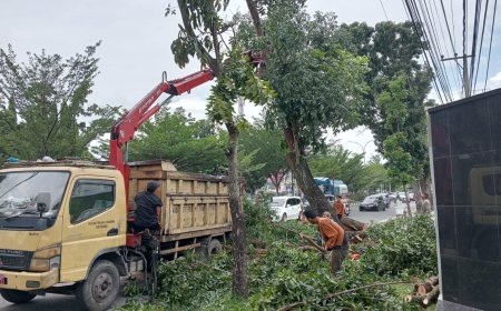 DLHK Pekanbaru Pangkas Pohon Pelindung Yang Membahayakan