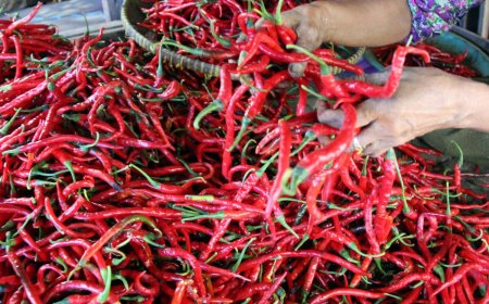 Disperindag Pekanbaru Berharap Awal Ramadhan Harga Cabai dan Ayam Potong Turun