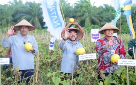 Bupati Bengkalis Panen Raya Melon di Siak Kecil 