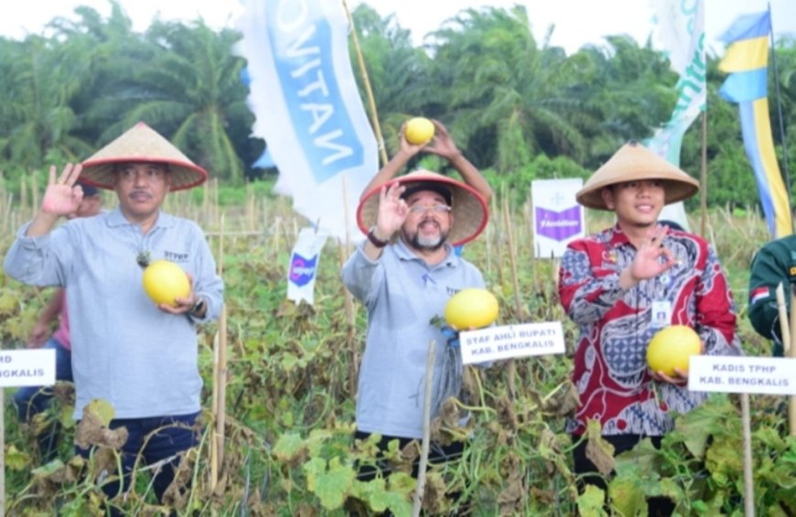 Bupati Bengkalis Panen Raya Melon di Siak Kecil