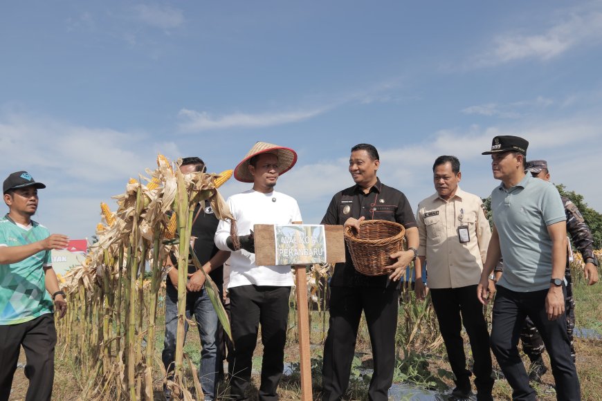 Agung Nugroho Ikuti Panen Raya Jagung Serentak Kuartal II