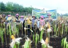 BUMDes Restu Bersama Sukseskan Panen Perdana Jagung Desa Sukamaju