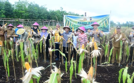 BUMDes Restu Bersama Sukseskan Panen Perdana Jagung Desa Sukamaju