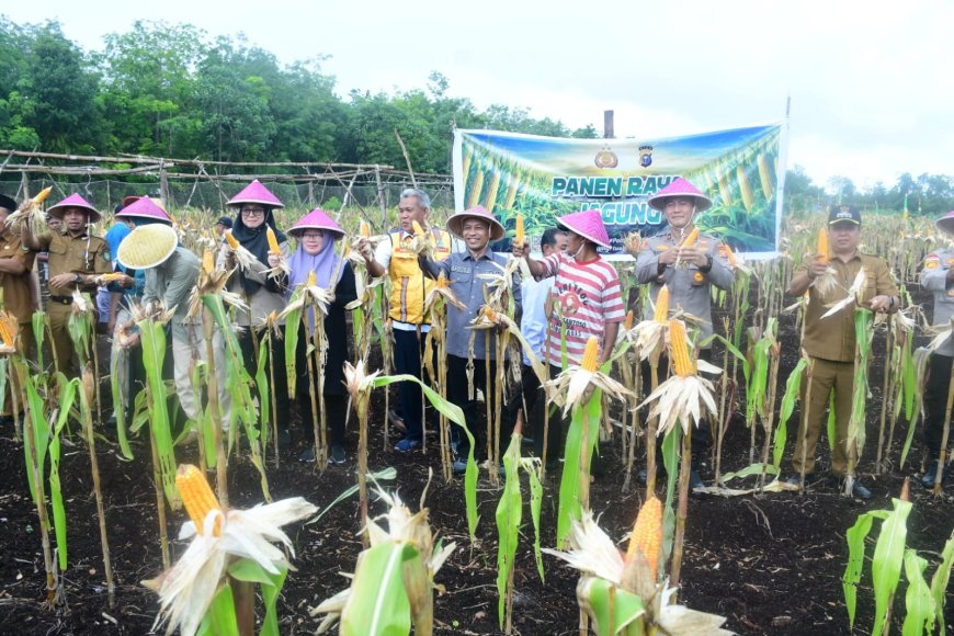 BUMDes Restu Bersama Sukseskan Panen Perdana Jagung Desa Sukamaju