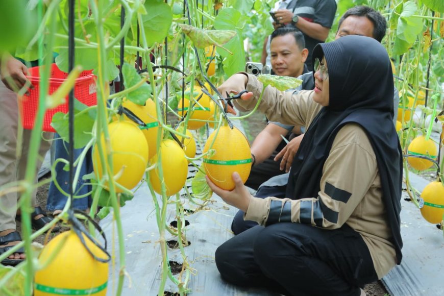 Panen Melon di Buantan Besar, Bupati Afni : Bukti nyata Dana Desa Tingkatkan PAD