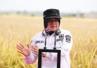 Panen Perdana Padi Zakat Produktif di Siak, Mustahik Didorong Menjadi Petani Mandiri