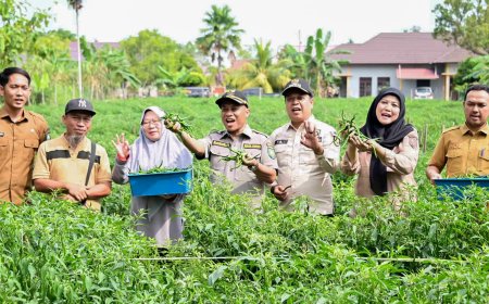 Wabup Bengkalis Panen Cabai Bersama BUMDes Pasiran
