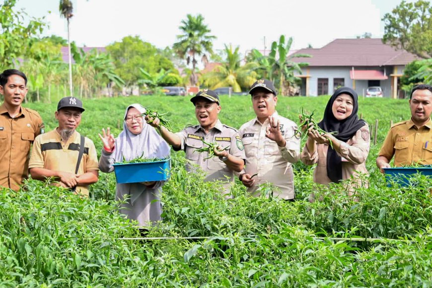 Wabup Bengkalis Panen Cabai Bersama BUMDes Pasiran