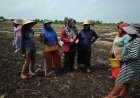 Petani Teluk Lanus Keluhkan Irigasi, Ratusan Hektare Lahan Tak Bisa Digarap