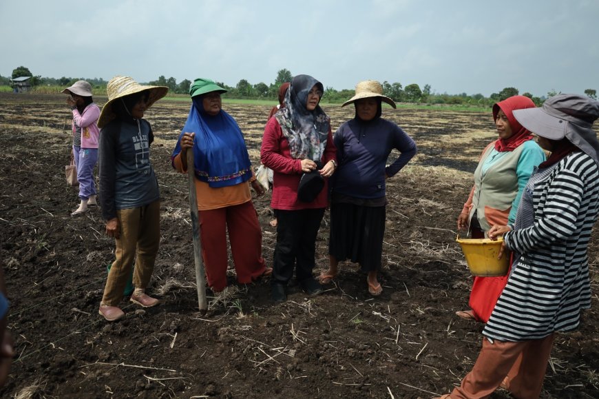 Petani Teluk Lanus Keluhkan Irigasi, Ratusan Hektare Lahan Tak Bisa Digarap